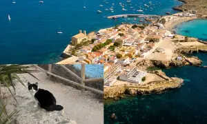 ایسا خوبصورت اور پرتعیش جزیرہ جہاں انسانوں سے زیادہ بلیاں آباد ہیں