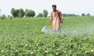 زرعی شعبے کی صورتحال تشویشناک، 2 سال میں قرضوں کی فراہمی نصف رہ گئی، وزیرِ خزانہ