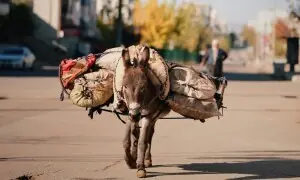 گدھوں کی فارمنگ پاکستان کی لڑکھڑاتی معیشت کو کس طرح سہارا دے سکتی ہے؟