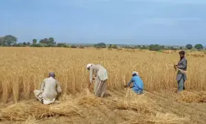 کسانوں کا حکومت سے گندم کی امدادی قیمت 4 ہزار روپے فی من مقرر کرنے کا مطالبہ
