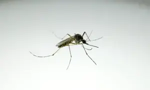 آئس لینڈ میں پہلی مرتبہ مچھر دریافت