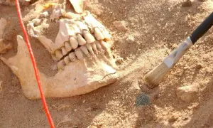 ڈی این اے پر تحقیق سے نپولین کی فوج کی تباہی کا سبب بنے والے جراثیم بے نقاب