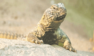 Human lust for eternal youth threatens some animal species