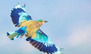 پاکستان میں بقا کی جدوجہد کرتے نایاب پرندے جن کے وجود سے ہم ناآشنا ہیں