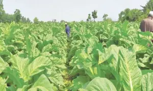 تمباکو کمپنیوں نے طلب میں کمی کر کے اضافی پیداوار سے منافع کما لیا