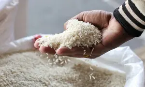 پاکستان بنگلہ دیش کو برآمد کرنے کیلئے ایک لاکھ ٹن چاول خریدے گا