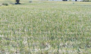 Garlic cultivation brings new hope for farmers in S. Waziristan