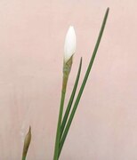 GARDENING: THE WHITE ALBUM