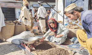 Pine nut price witnesses unprecedented decline in South Waziristan