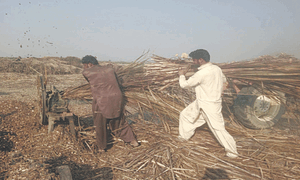 Concern at cutting of riverine vegetation by brick kilns in Dera Ghazi Khan