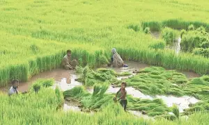 Major grain market reopens in Sindh after stakeholders settle thorny paddy issues
