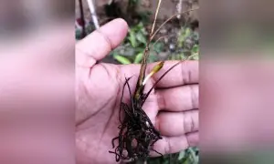 GARDENING: GOING WILD FOR STRAWBERRIES