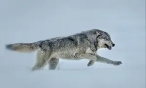 Review: Hollywood horror’s ‘killer wolf’ trope is sabotaging rewilding efforts