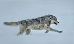 WIDE ANGLE: THE OTHER PROBLEM WITH CRYING WOLF