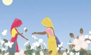 The road to cotton revival