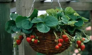 GARDENING: A QUIET RED REVOLUTION