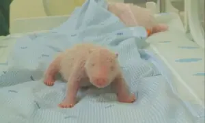 Indonesia welcomes first panda born in the country