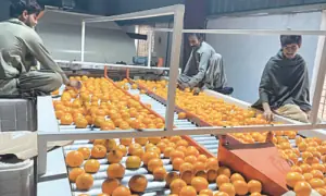 Kinno exports struggle amid Kabul border dispute, unstable markets