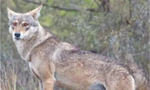 Conflict with humans puts wolf population at risk of extinction