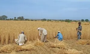 Millers slam Sindh govt&rsquo;s &lsquo;dual standards&rsquo; in wheat supply