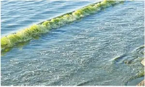 Experts rule out toxic threat after Balochistan waters turn green