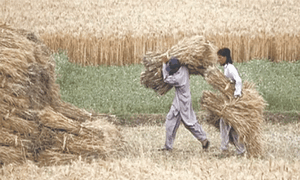 Seed watchdog cutbacks spark yield fears