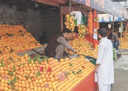Lower Dir oranges in high demand amid falling production