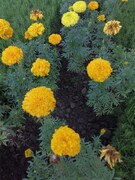 GARDENING: &lsquo;WHY ARE MY LILIES REFUSING TO BLOOM?&rsquo;