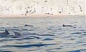 Dolphin pod appears in Gwadar after seawater turns green