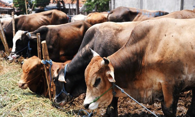 Dept orders probe into administrative anomalies at Harichand cattle farm