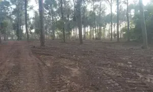 IHC bars CDA from cutting trees until next hearing on Feb 2, seeks detailed report