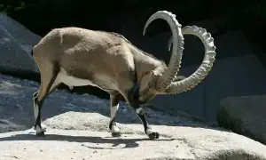 Centre, KP at odds over markhor hunting permits