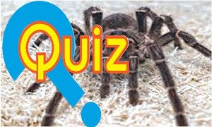 Quiz