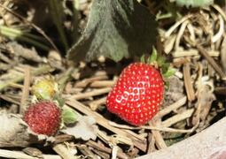 GARDENING: SAVING THE STRAWBERRY
