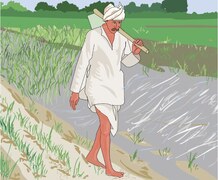 Agriculture: A crop in shambles