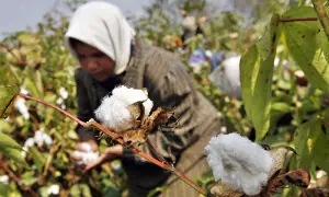 Uptick in cotton output