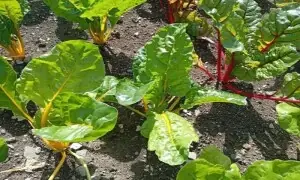 Gardening: Swiss chard&rsquo;s vibrant stems make it one of the most visually striking vegetables you can grow
