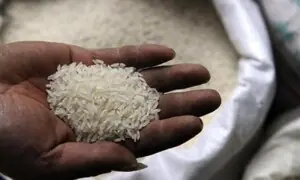 Rice export rebate scheme revised