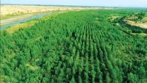 KP CM claims significant increase in province&rsquo;s forest cover