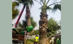 Over 400 trees relocated to make way for underpasses on Rawalpindi&rsquo;s Peshawar Road