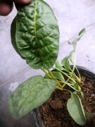 GARDENING: CHARD DAYS