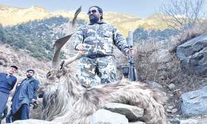 First-ever markhor trophy hunting receives mixed reaction in Bahrain