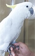 Lahore Zoo breeding exotic parrots at own hatchery