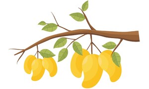 A diseased mango season