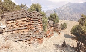 Timber smugglers in Chitral scramble to avoid possible crackdown