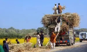 Cane support price fixed in 2022 to stay: SHC
