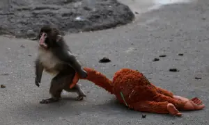 Punch the monkey reportedly isn&rsquo;t being bullied anymore