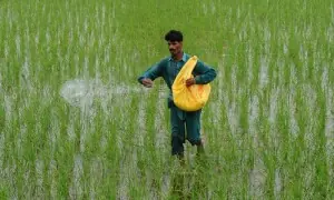 Fertiliser companies&rsquo; earnings rise in 2025