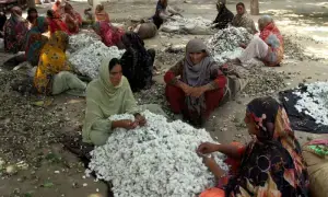 Domestic cotton prices up as imports suspended due to war