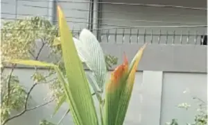 GARDENING: COCONUT IN THE CITY